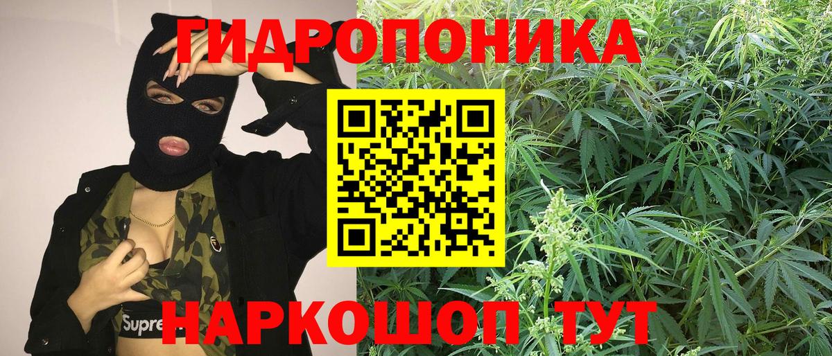 Конопля Amnesia  Вход с VPN  Бошки Шишки Ganja  Кудрово  Канабис семена 